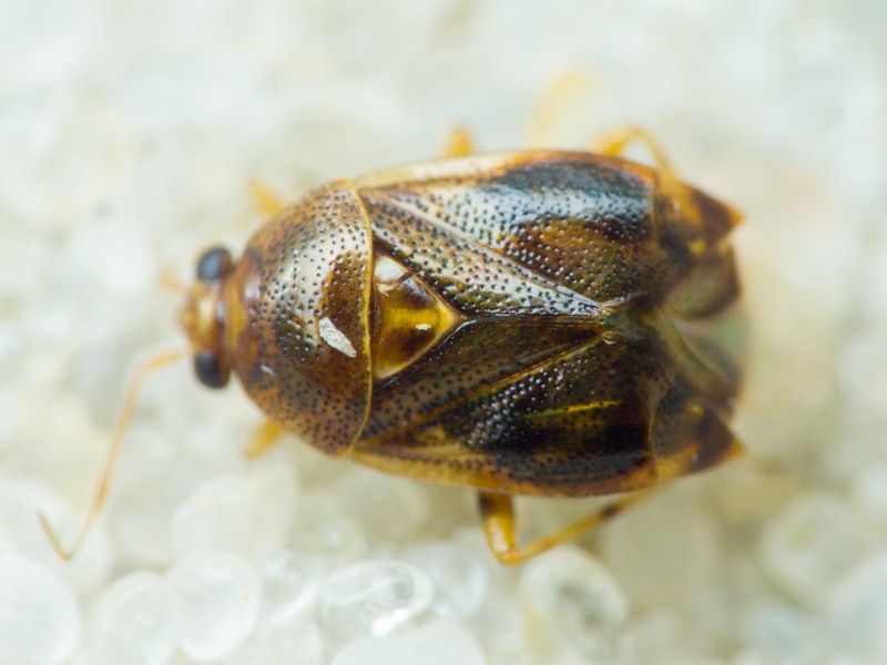 Miridae